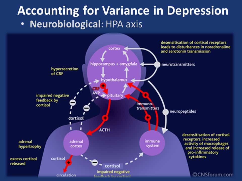HPA axis, anxiety, stress and depression