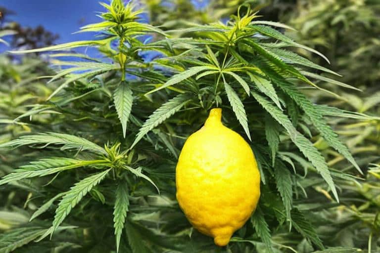 limonene and cannabis