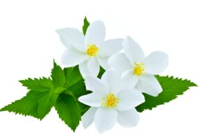 linalool contains jasmine