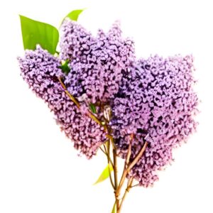 Lilac smells like terpinolene